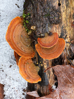 False Turkey Tail Mushroom