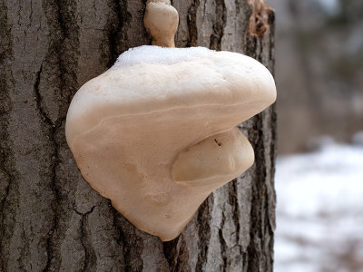 Artist's Conk Mushroom