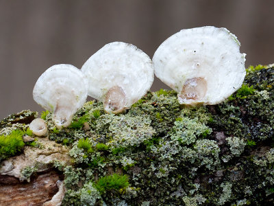 Little Nest Polypore Mushrooms