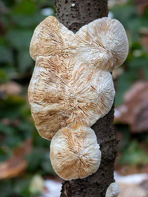 Gilled Polypore Mushroom