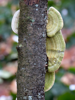 Gilled Polypore Mushroom