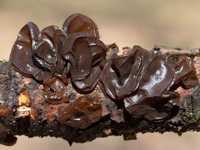 Amber Jelly Roll Fungus