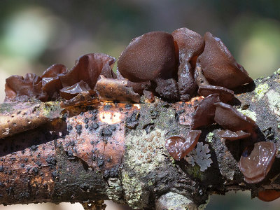 Amber Jelly Roll Fungus