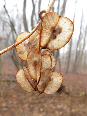 Wild Yam Seed Capsules