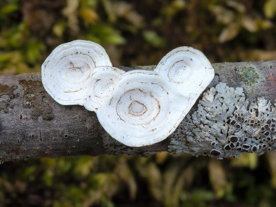 Little Nest Polypore Mushrooms