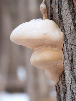 Artist's Conk Mushroom