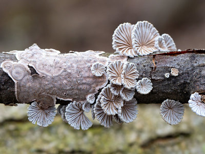 Giraffe Spots Fungus and Common Split Gill Mushroom