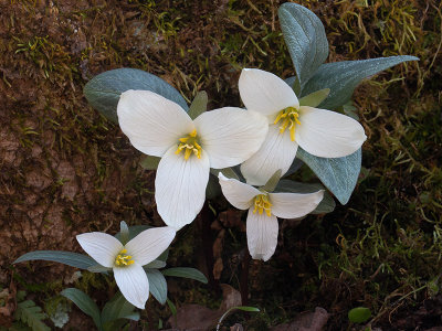 Snow Trillium