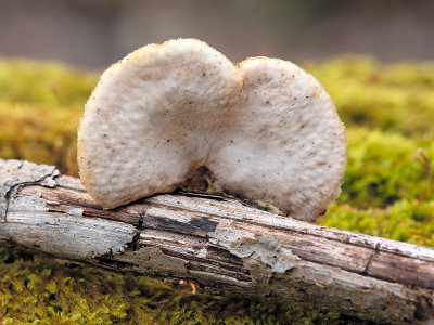 Hexagonal-pored Polypore Mushroom