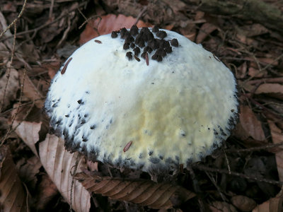 Old Man of the Woods Mushroom Parasitized by The Bolete Eater