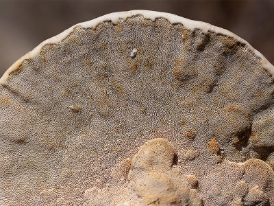 White Maze Polypore Fungus