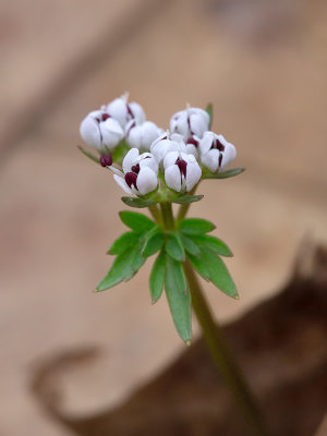 Harbinger of Spring