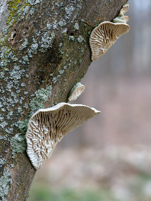 Gilled Polypore Mushroom