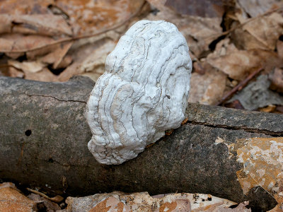 Tinder Polypore Fungus