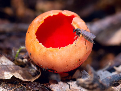 Scarlet Elfcup Fungus