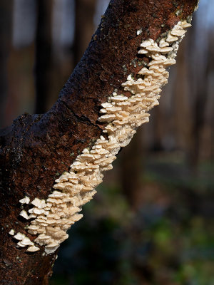 Milk-white Toothed Polypore Fungus