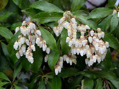 Japanese Andromeda