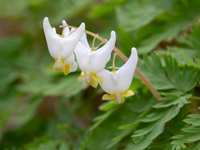 Dutchman's Breeches