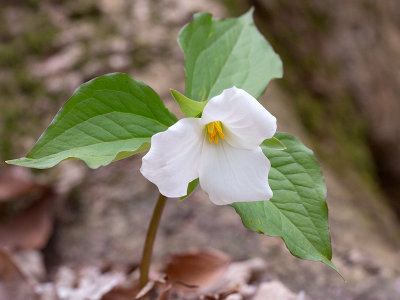 White Trillium