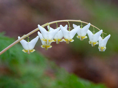 Dutchman's Breeches