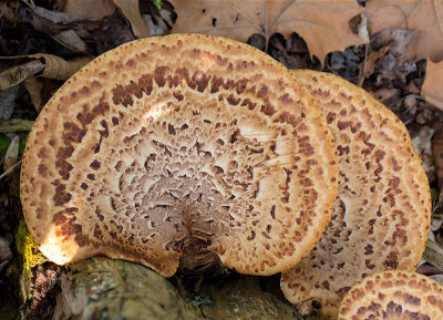 Dryad's Saddle Fungus