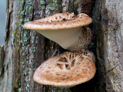 Dryad's Saddle Fungus