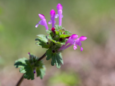 Henbit