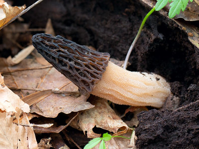 Black Morel Mushroom