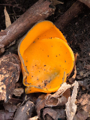 Spring Orange Peel Fungus