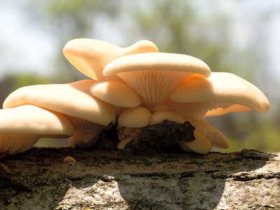 Oyster Mushroom