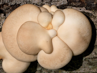 Oyster Mushroom