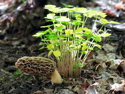 Yellow Morel Mushroom