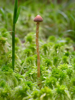 Sphagnum Bog Galerina Mushroom