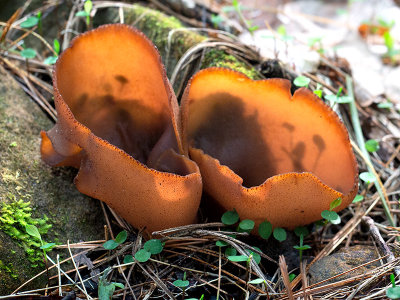 Common Brown Cup Fungus