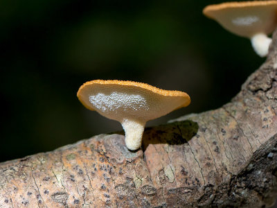 Hexagonal-pored Polypore Mushroom