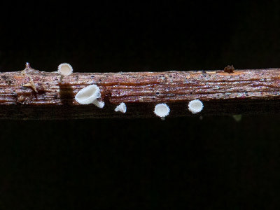 Stalked Hairy Fairy Cup Fungus