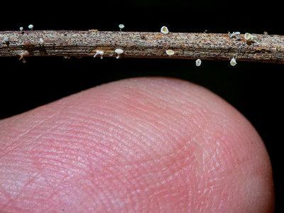 Stalked Hairy Fairy Cup Fungus