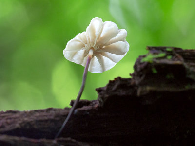 Collared Parachute Mushroom