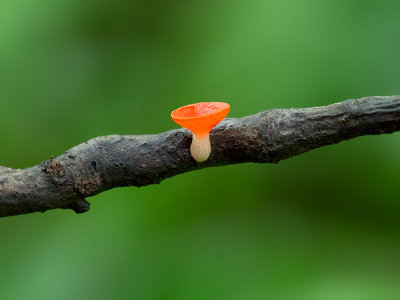 Stalked Scarlet Cup Fungus