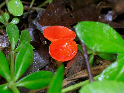 Stalked Scarlet Cup Fungus