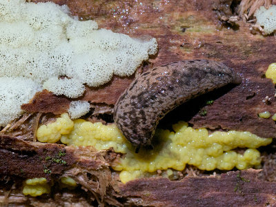 Honeycomb Coral Slime Mold