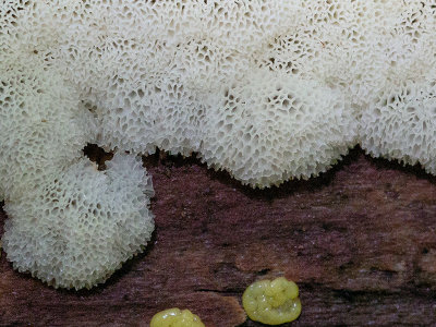 Honeycomb Coral Slime Mold