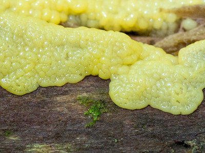 Honeycomb Coral Slime Mold