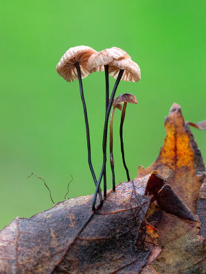Horsehair Fungus Mushrooms