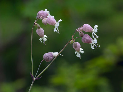 Bladder Campion