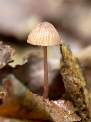 Bleeding Mycena Mushroom