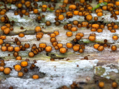 Eyelash Cup Fungus