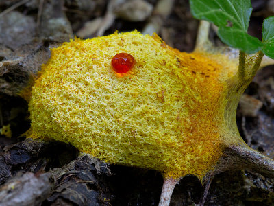 Scrambled-egg Slime Mold