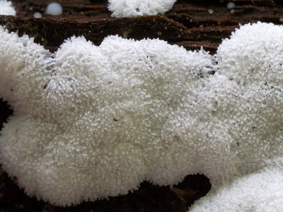 Honeycomb Coral Slime Mold