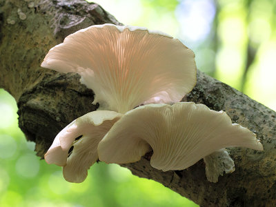 Summer Oyster Mushroom